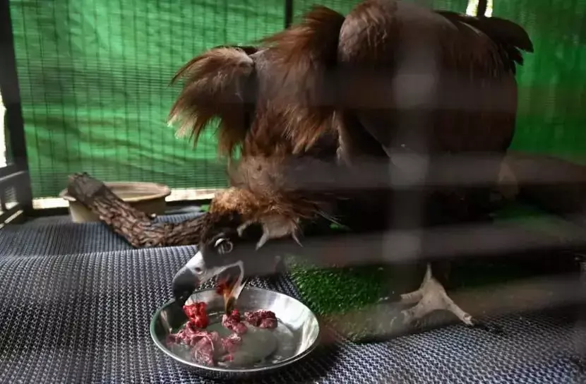 落难大雕在新加坡好吃好喝好招待,结果“出门”飞不动啦