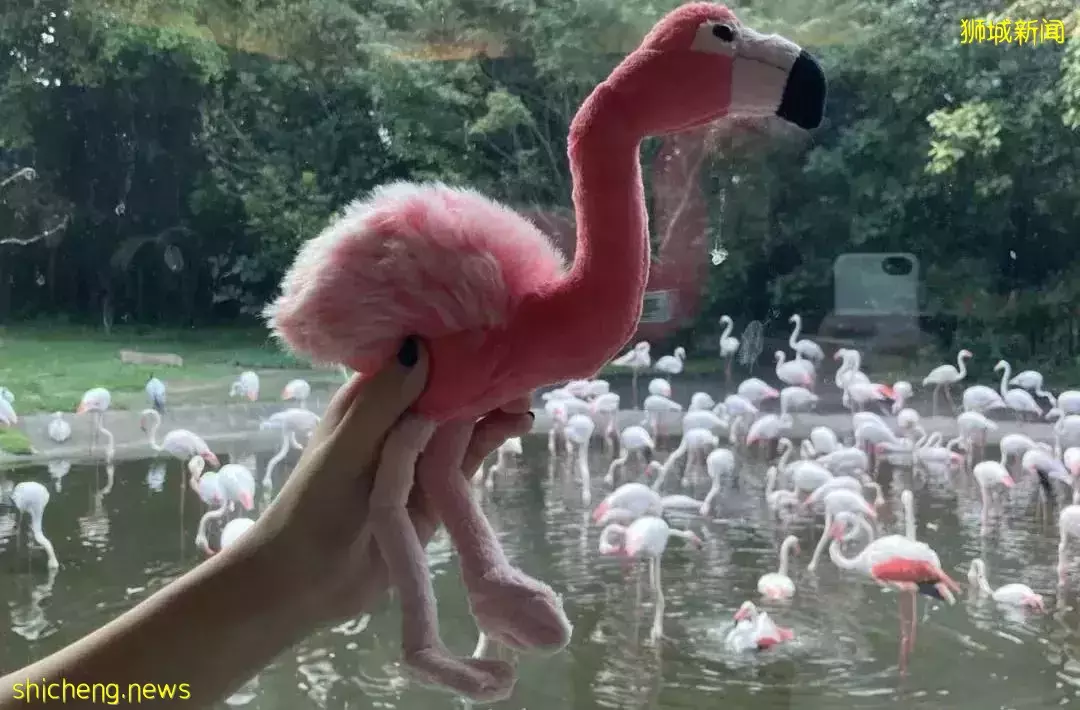 小朋友超爱！裕廊飞禽公园露营！和火烈鸟一起度过美好夜晚