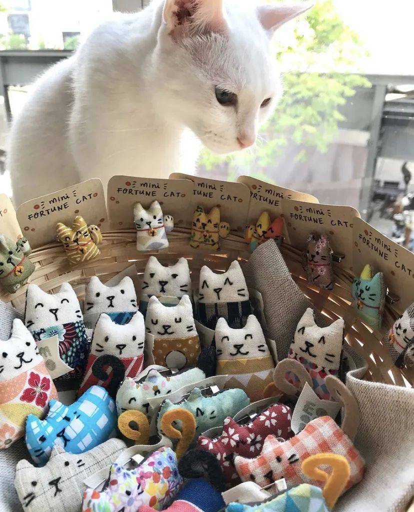 治愈系的它看一眼就愛不釋手！新加坡撸貓撸狗地圖來咯