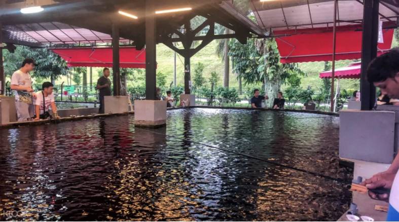 新加坡國民娛樂新玩法,養生釣蝦約不約