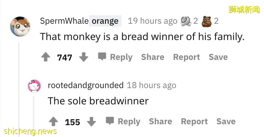 防火防盜防猴子，新加坡這家面包店慘遭猴子盜竊