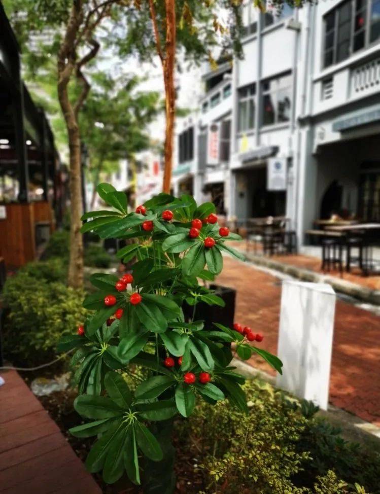 避风塘炒蟹、飞天螃蟹面，五折