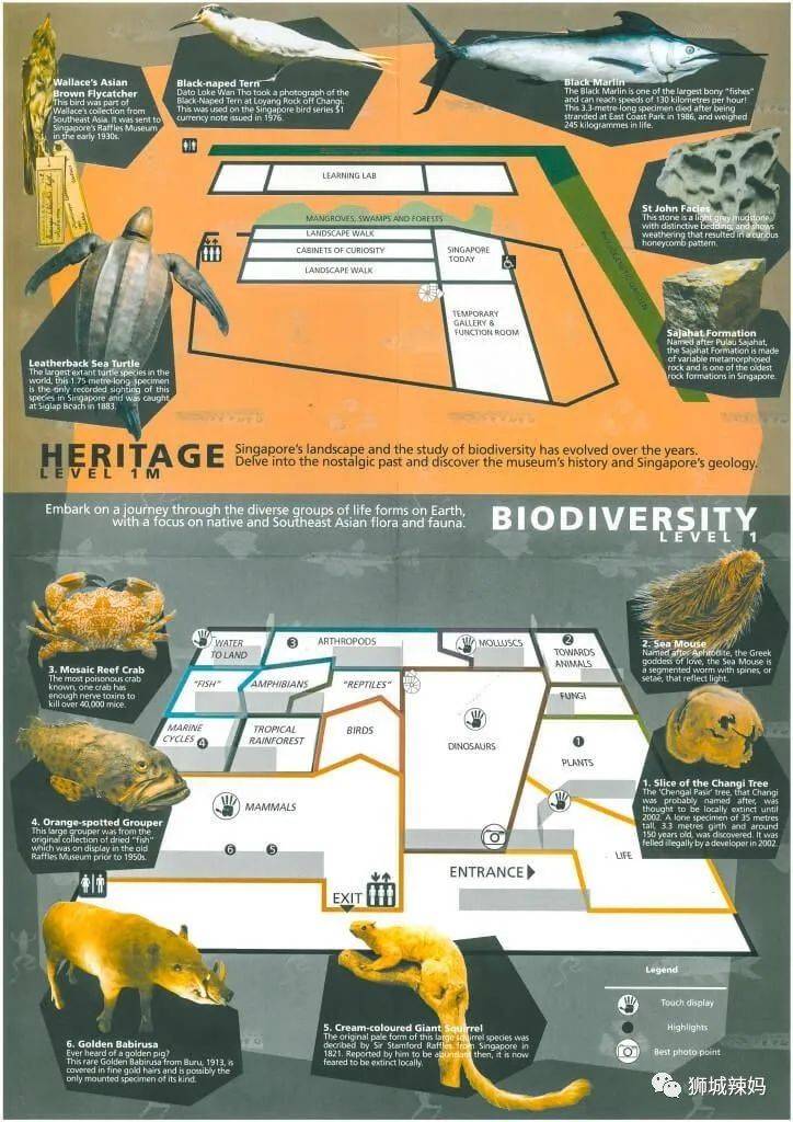 恐龍化石、抹香鯨骨架、初代巨星阿明……100W+動植物標本竟然藏在新加坡這個地方