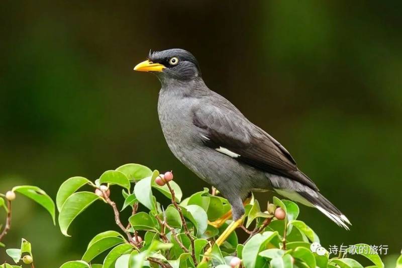 生态环境太好？乌节路鸟叫声振聋发聩，购物者不堪其扰