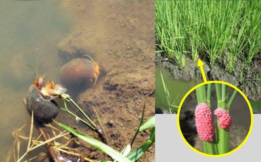 惊！新加坡蓄水池旁出现大量粉色生物……慎点