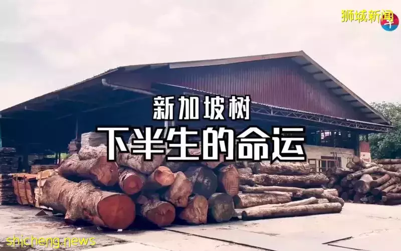 新加坡树下半生的命运