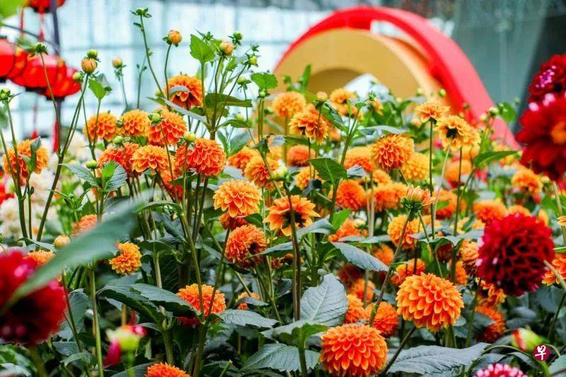 狮城新春精彩活动