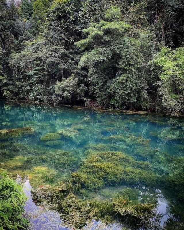 新加坡“麥裏芝蓄水池 MacRitchie Reservoir”深度遊！自然仙境、徒步指南、周邊活動逐個看