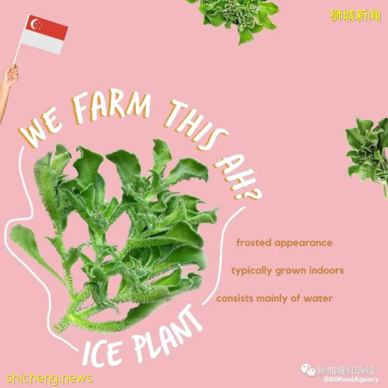 你知道這些蔬果、魚蝦、牛蛙和蛋類都是“新加坡生産”的嗎