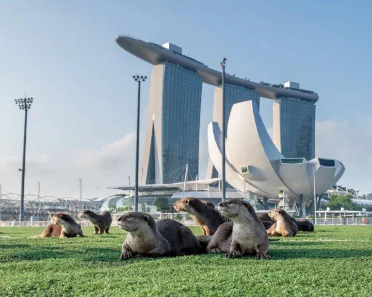 闯入公寓泳池、吃光鱼塘锦鲤!这群玩意在新加坡太嚣张了