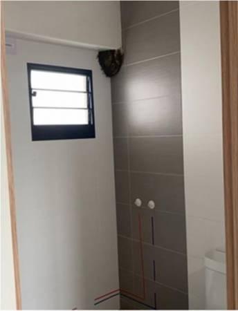 新屋厕所惊见大蜂巢 数百只野蜂乱飞舞