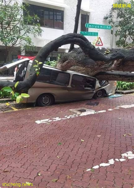 大雨过后, 7楼高大树直接倒落压倒面包车 