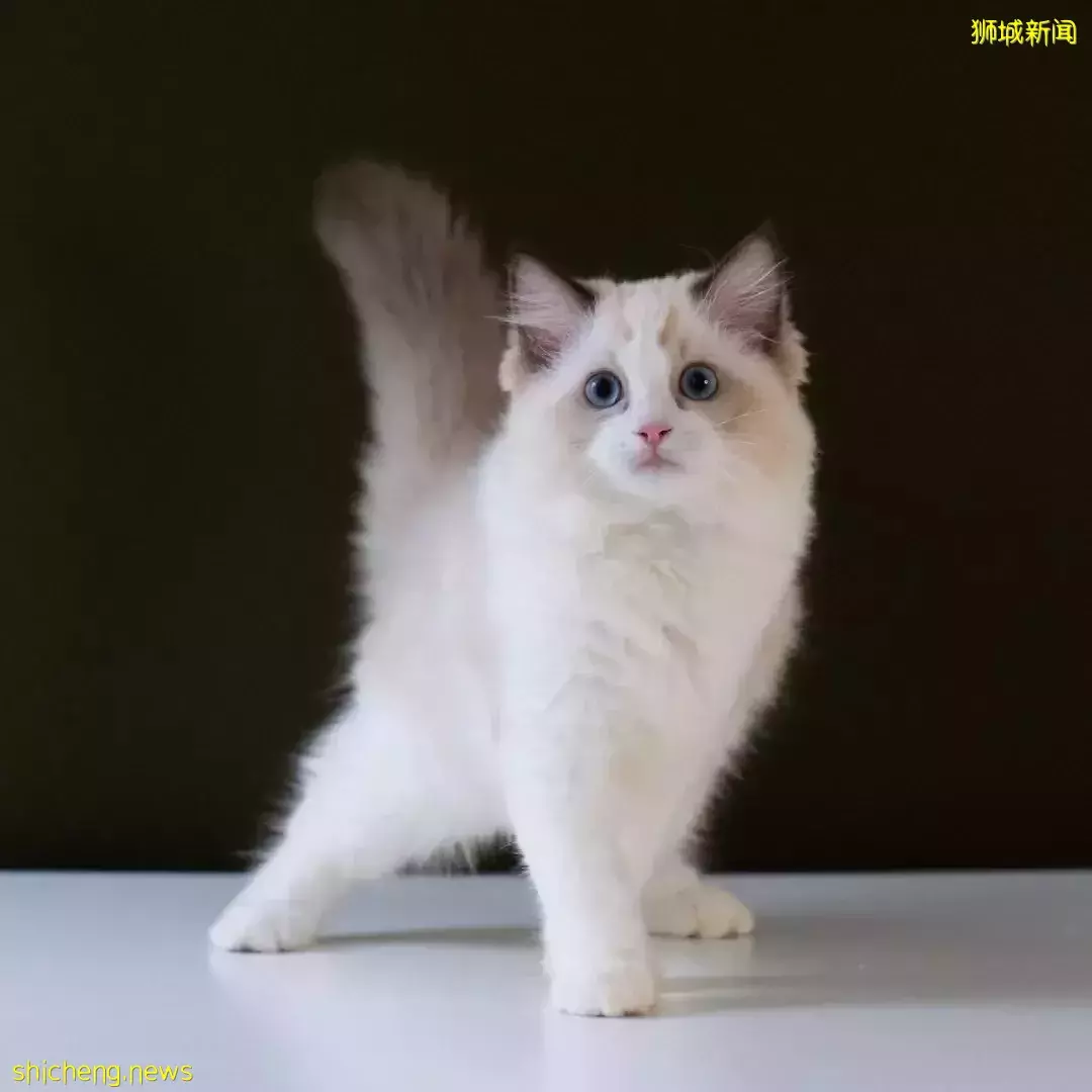 吸猫撸狗不是梦，5家新加坡宠物咖萌到犯规