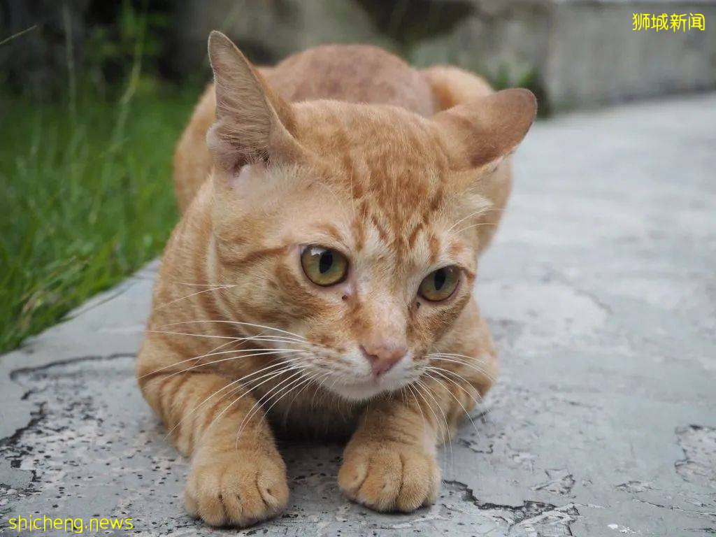 《南洋理工大學撸貓指南》