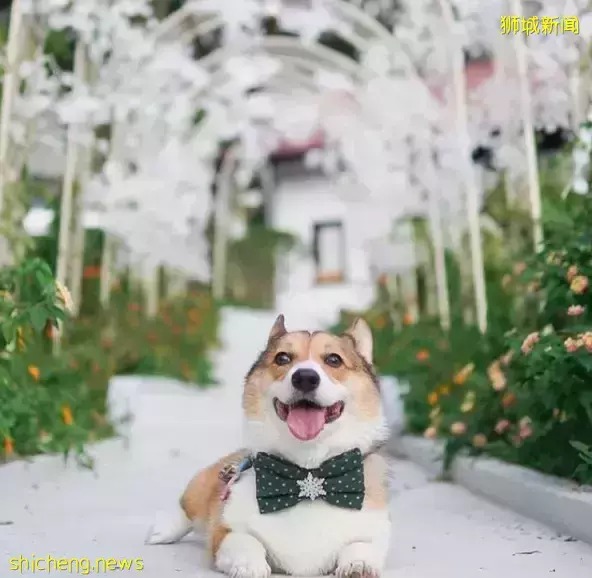 【一日姐妹遊】來新加坡殖民風情“小歐洲”！一起徒步、吃網紅美食，做戶外瑜伽