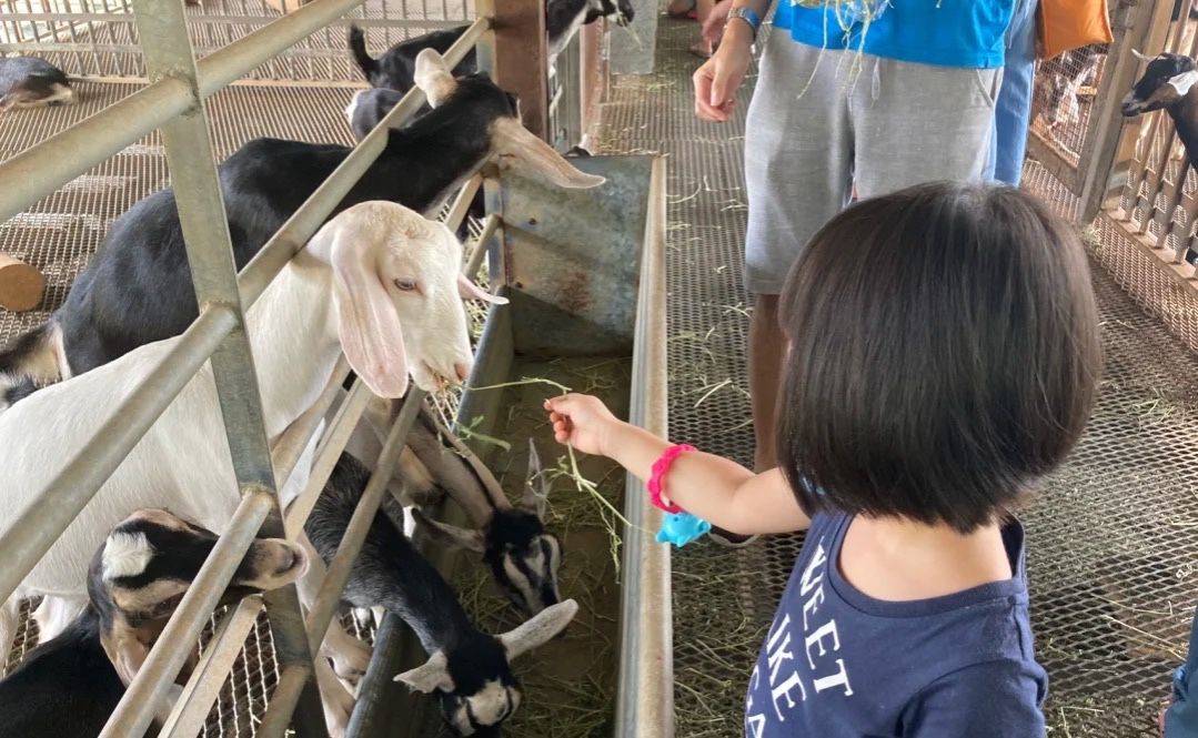 新加坡有機農場牧場？還能和羊咩咩親密接觸