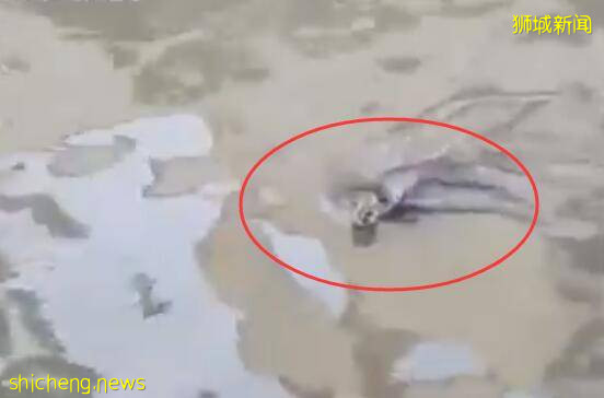 新加坡水獭抓鱼现场遭翻车,画面太疗愈啦