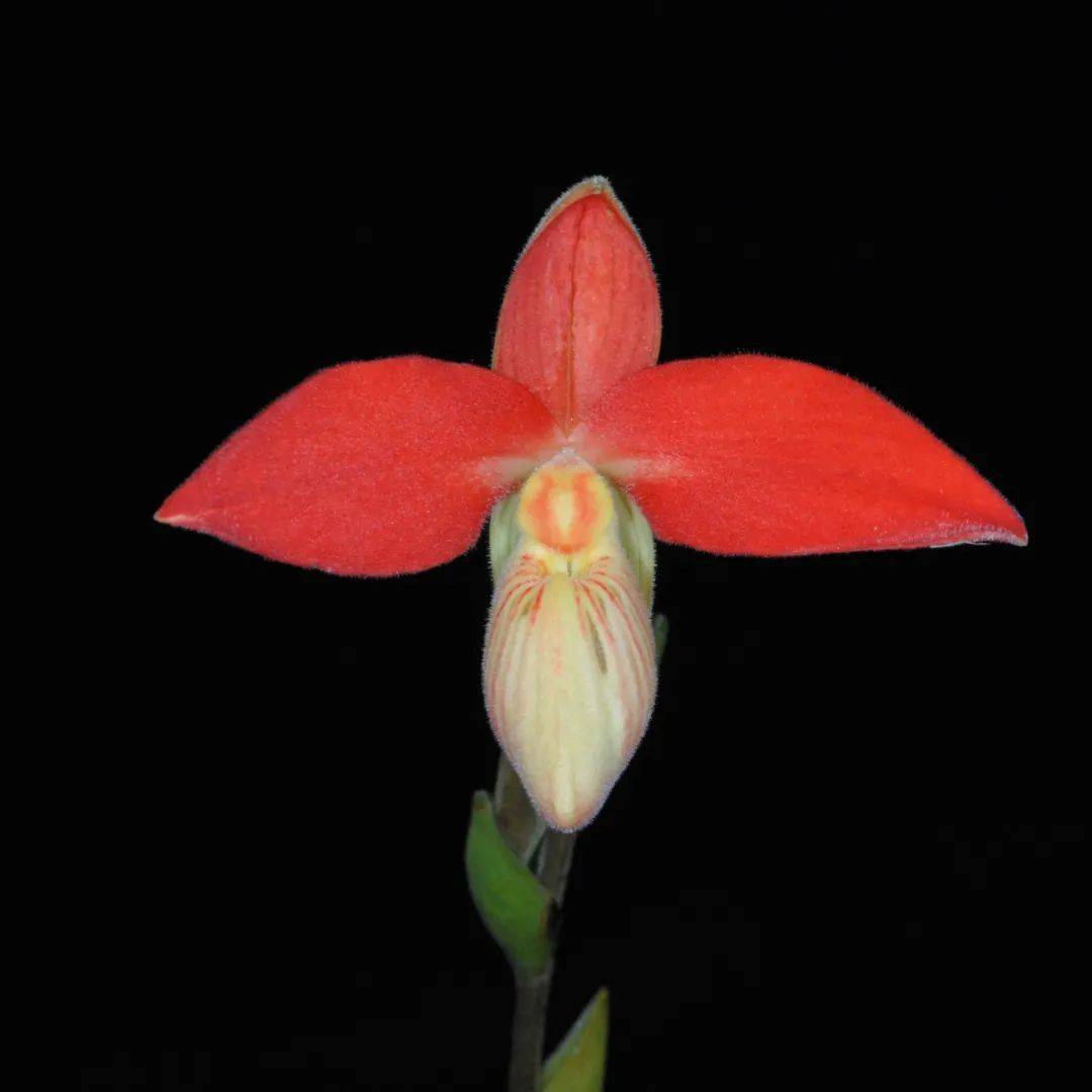 新加坡热带高山胡姬展览馆开幕;国家胡姬花园将免费开放至4月11日