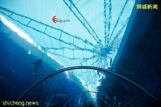 全球最大海洋館到底有多好玩!