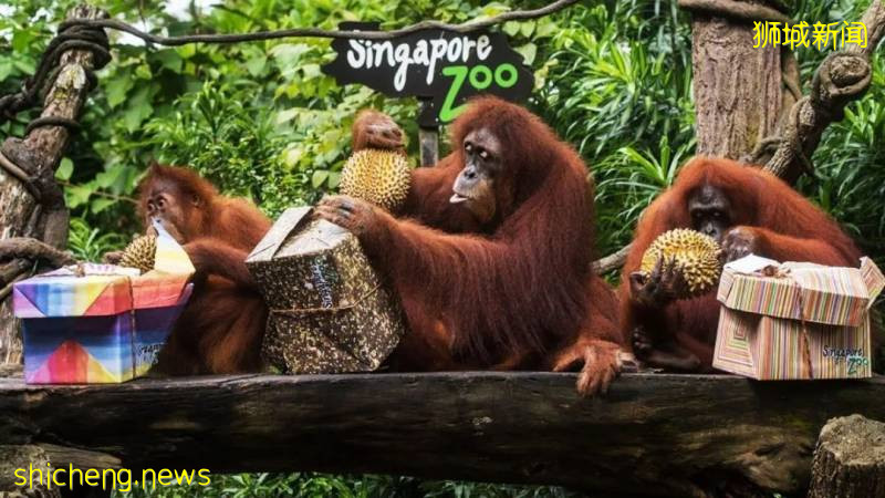 惊!吃个饭拍个照,在狮城再平常不过的事,竟然可能触法