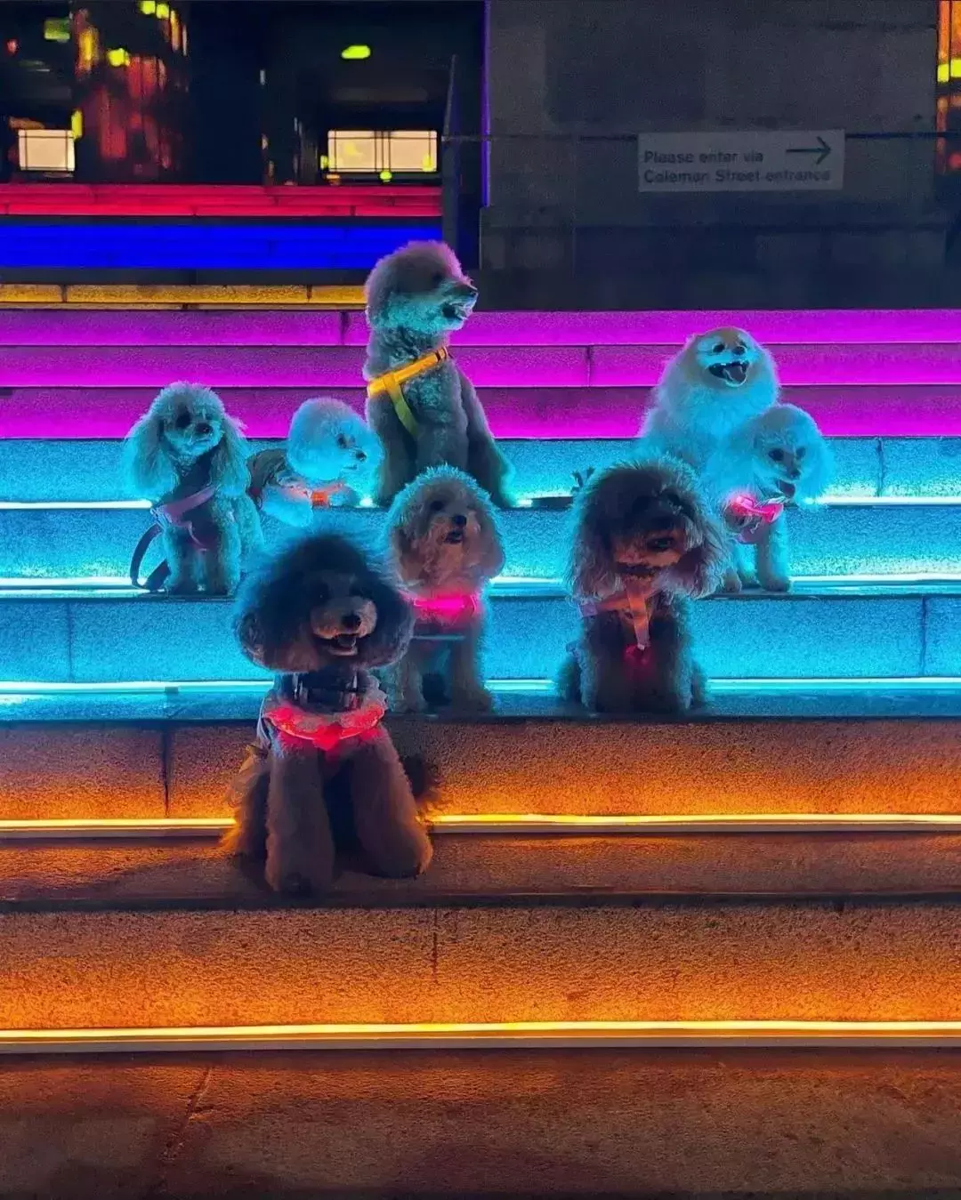 好夢幻!新加坡每年僅一次的璀璨燈光秀亮燈