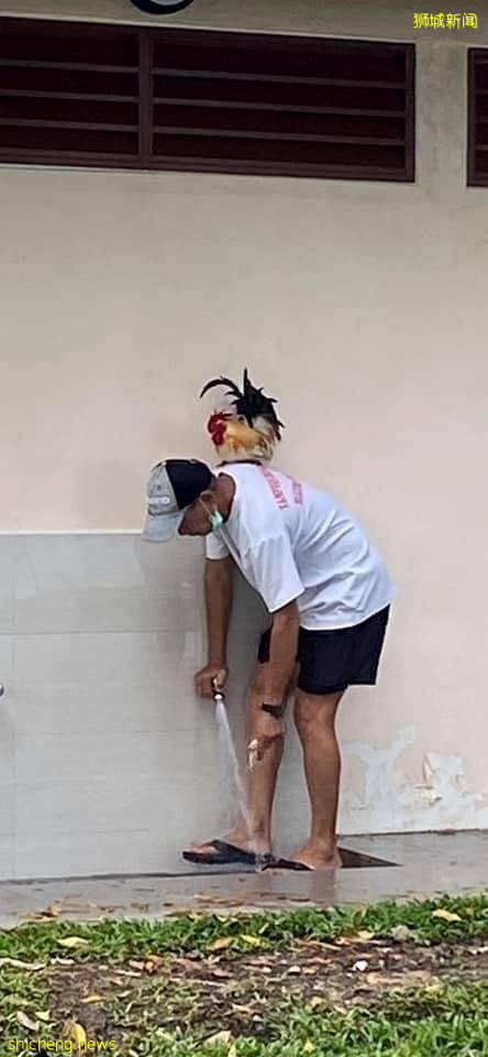 白公雞不跑 不吵 不鬧 男子踩腳車 遛雞