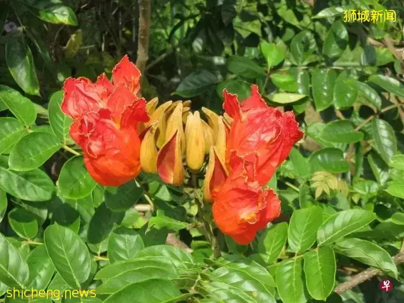 “母亲”鲜艳如火，“子女”薄如蝉翼，了解新加坡此花的来历